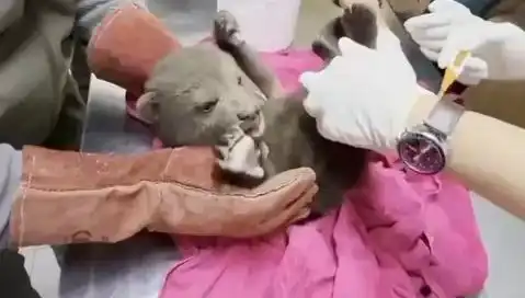 Karabük’te Küçük Bir Bozayı Yavrusunun Keşfi Hayvanseverleri Sevinçle Karşıladı