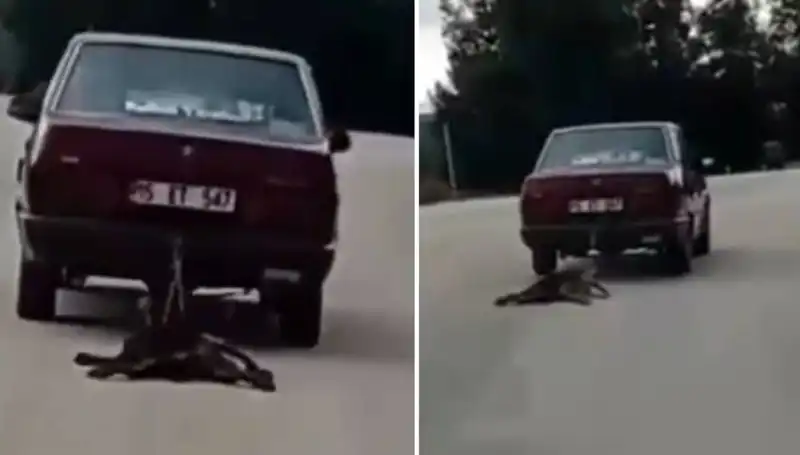 Aracın Arkasına Bağlı Köpeğini Sürükleyen Şoför, Hayvanlara Şiddet Mi Uyguladı?