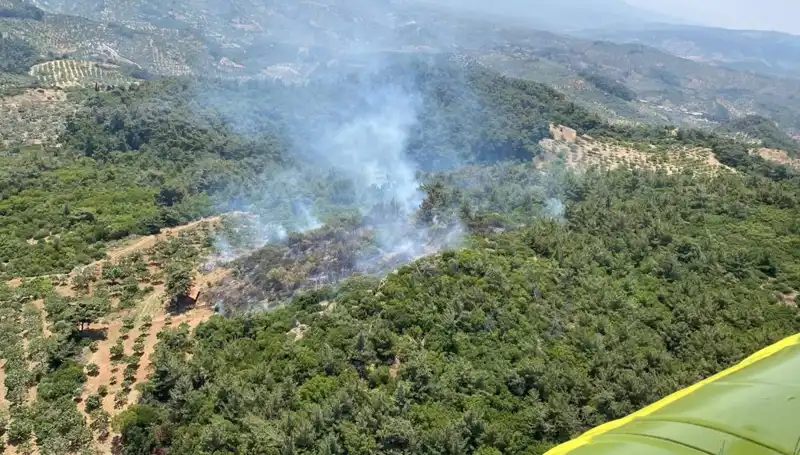 Aydın'da Korkutan Orman Yangını: Yangının Sebepleri ve Son Durum