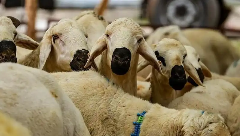 Kurban Bayramı 2023: 9 Günlük Bayram Tatili Müjdesi mi Geliyor?
