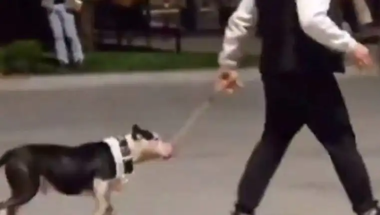 Ağızlıksız Pitbull Olayı: Sahibi Ceza Aldı, Hayvanlar Tehlikede mi?
