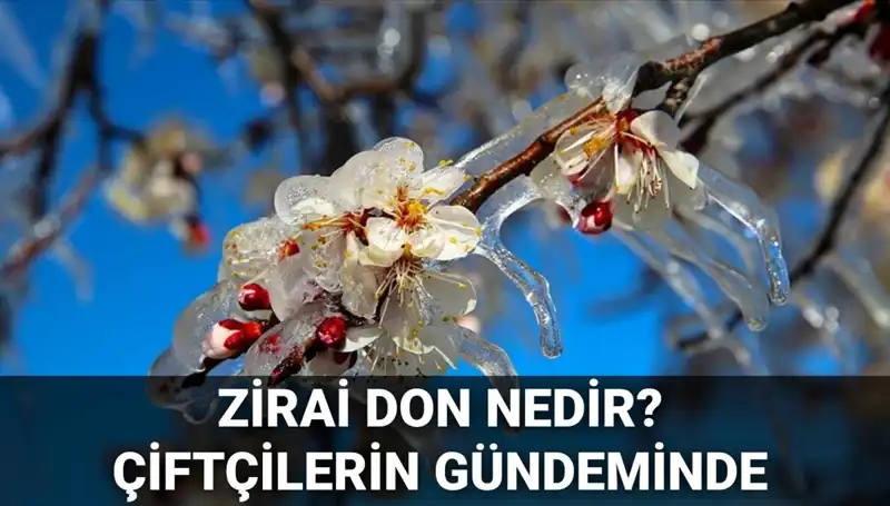 Zirai Don Tehdidi: Çiftçilerin Geleceği İçin Riskler ve Çözümler