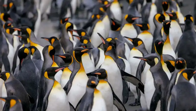 Gümrük Vergisi Şoku: Penguenler de Trump'ın Listesinde mi?