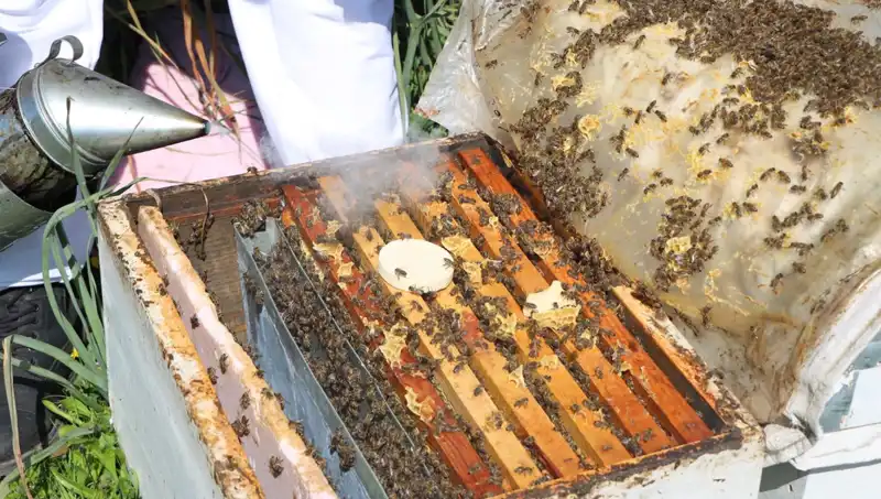 Yurt Dışına Arıcılık Yaparak Ata Mesleğini Yaşatan Genç Girişimci