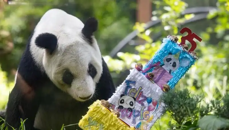 Dev Panda Xin Xin, 35. Yaşını Kutladı: Şaşırtan İstatistikler ve Kutlamalar